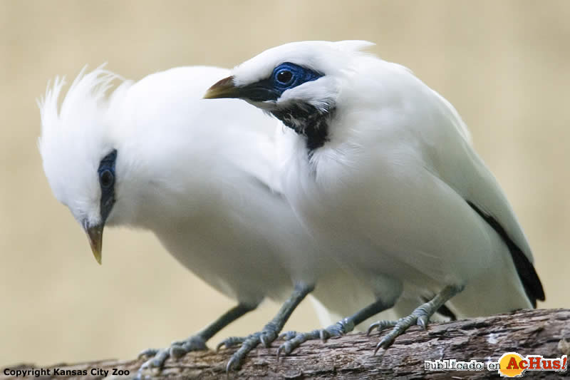 Bali Mynah